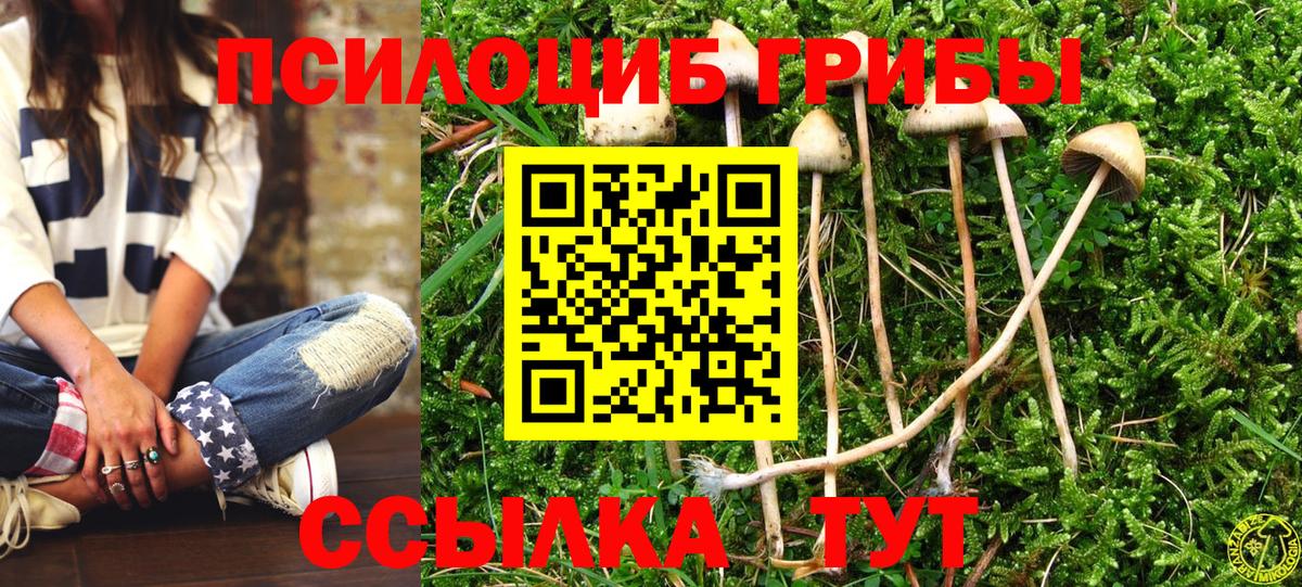 Псилоцибиновые грибы Cubensis  Вход с VPN  Тельмана  Галлюциногенные грибы Psilocybe 